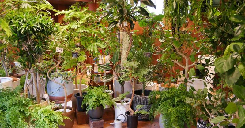専門店でイチから教わる 観葉植物の育て方 選び方入門 ライフ 最新記事一覧 Predeli Style プレデリスタイル 暮らしを賢く おいしく シンプルに